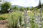 猪苗代ハーブガーデンInawashiro herb garden